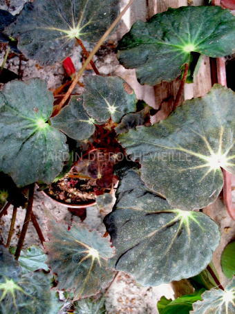 B. ‘Lexington’